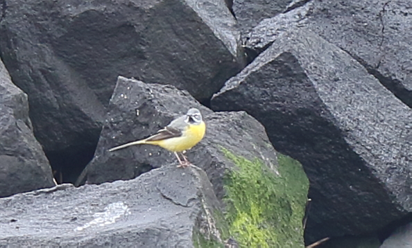 Grey Wagtail