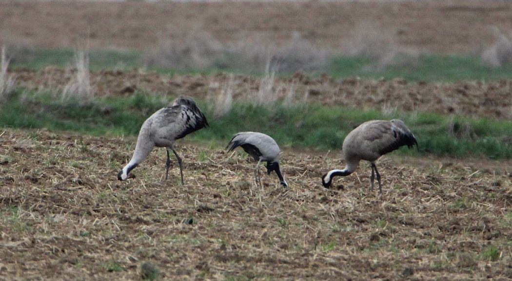 Common Crane