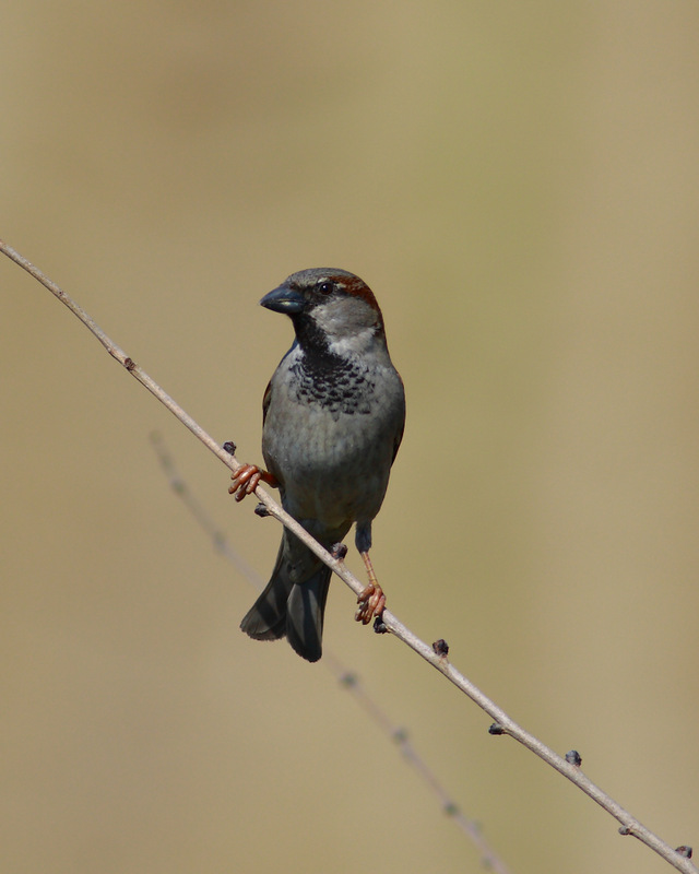 House Sparrow