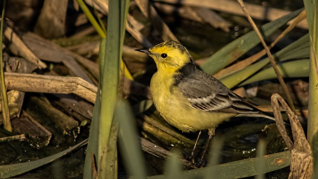 Citrine Wagtail