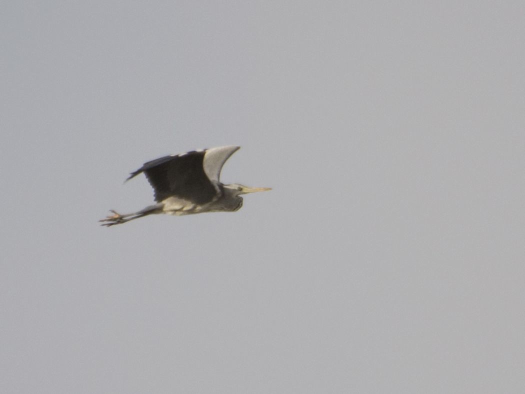 Grey Heron