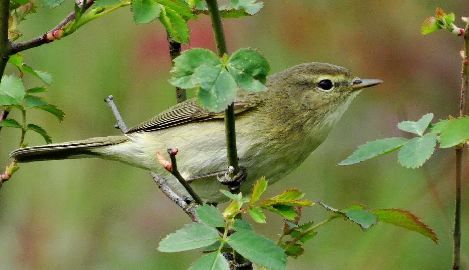 Common Chiffchaff