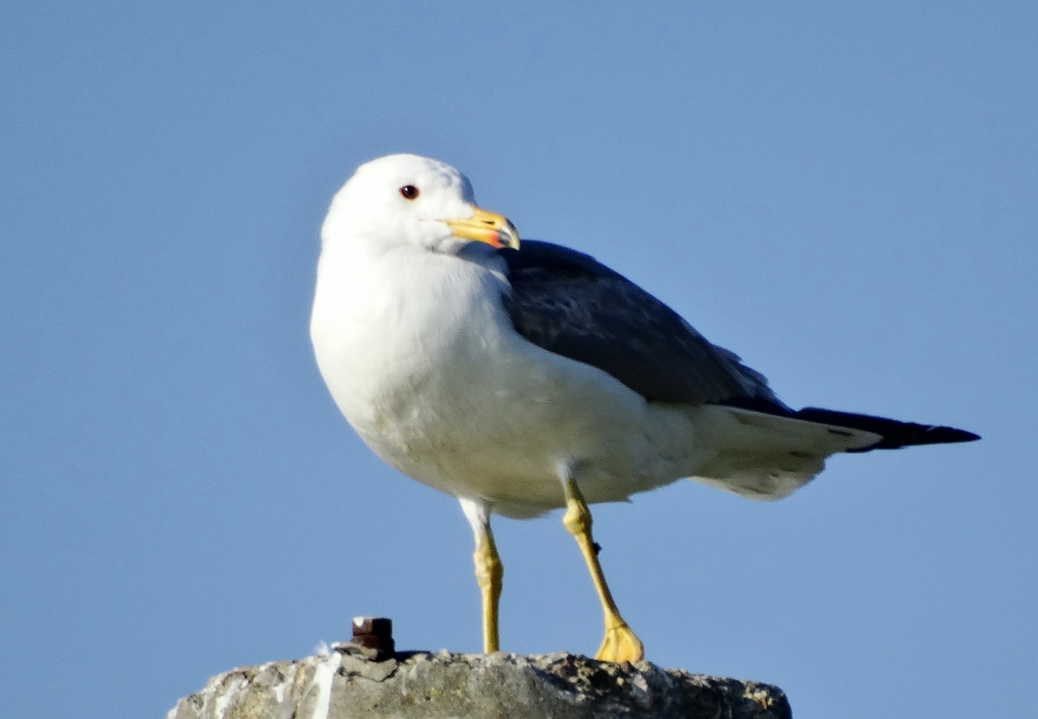 Armenian Gull