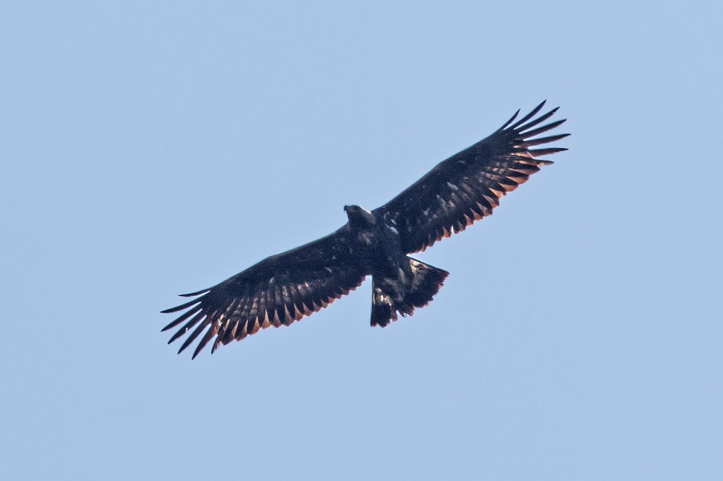Golden Eagle