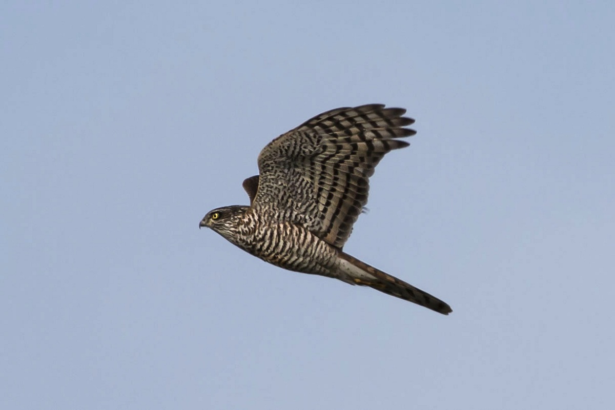 Eurasian Sparrowhawk