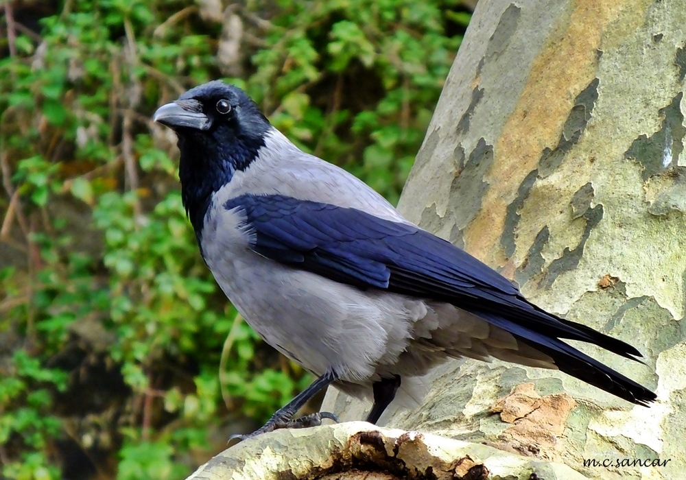 Hooded Crow