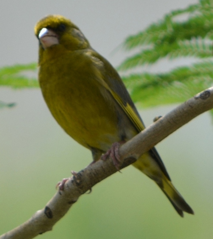 European Greenfinch