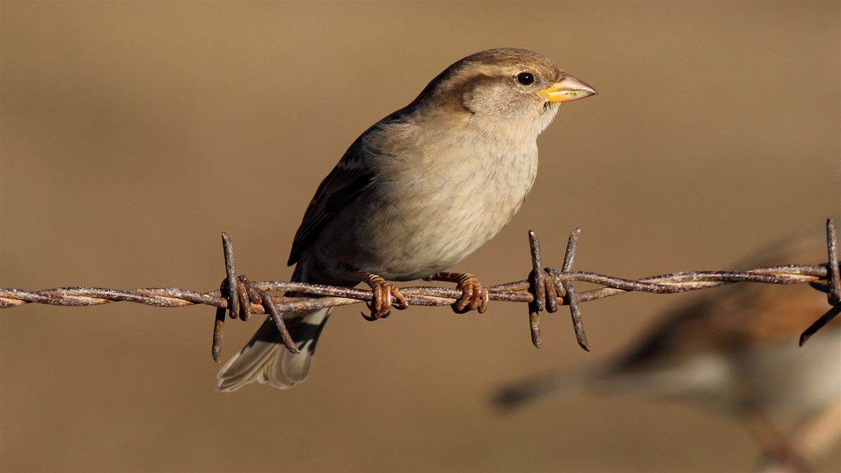 House Sparrow