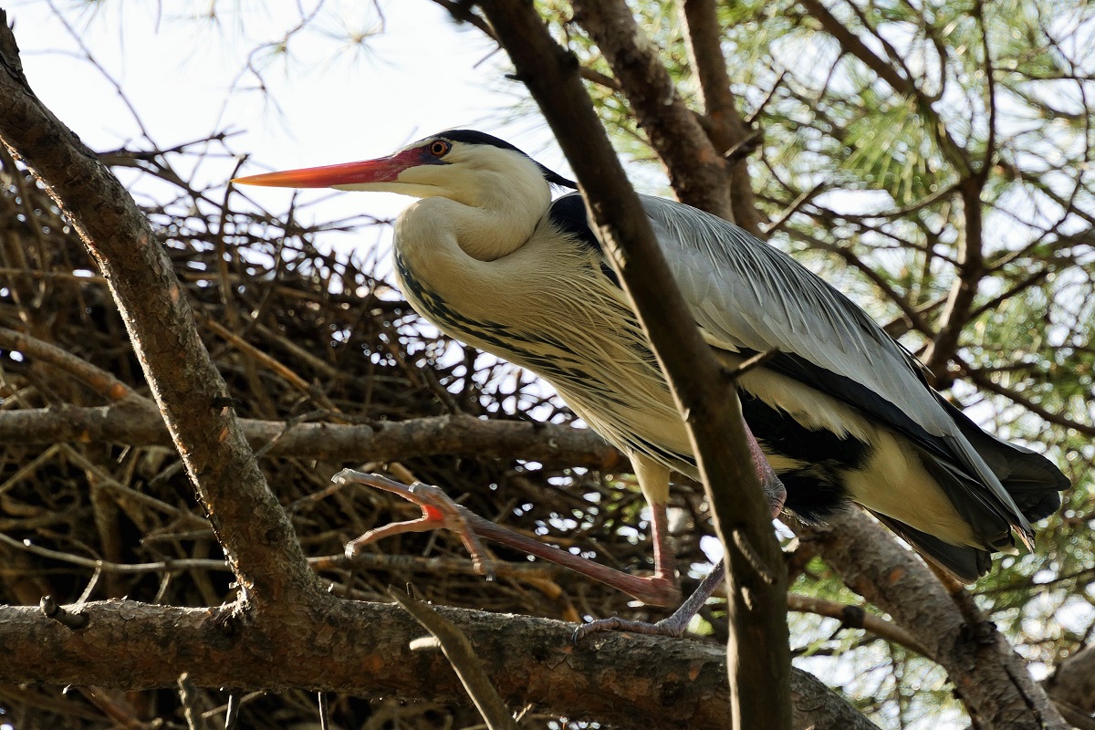 Grey Heron