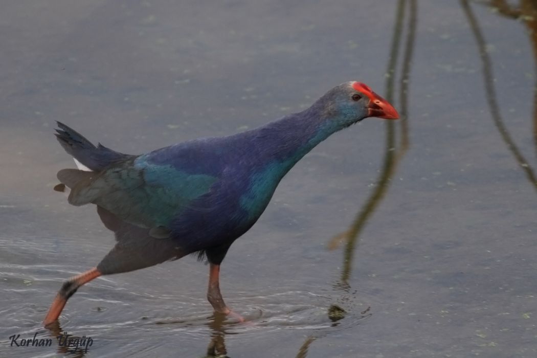Grey-headed Swamphen