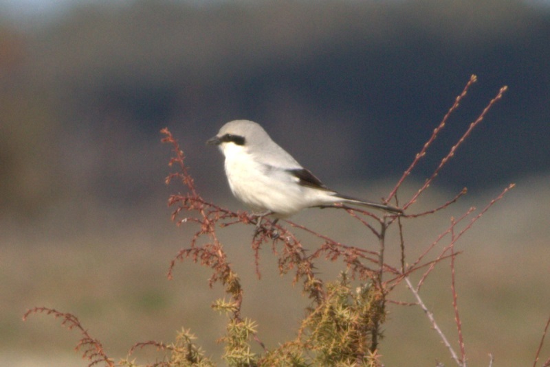 Great Grey Shrike