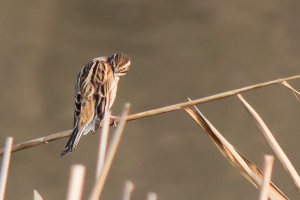 Common Reed Bunting