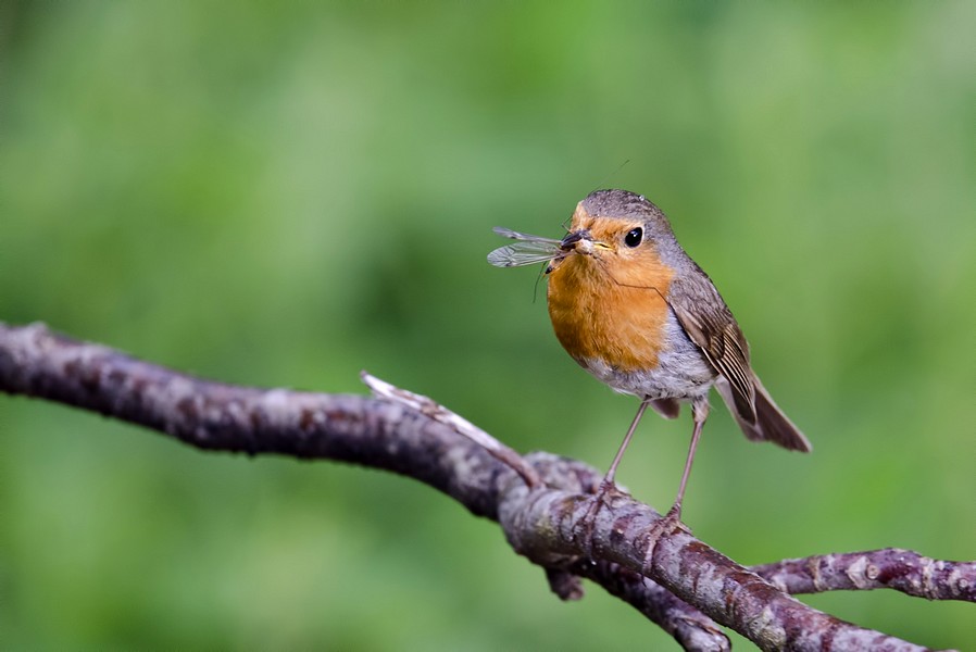 European Robin