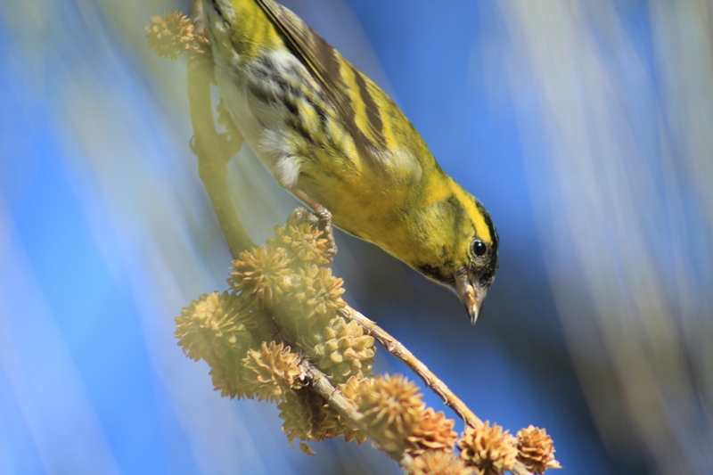 Eurasian Siskin
