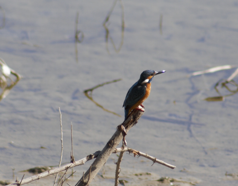 Common Kingfisher