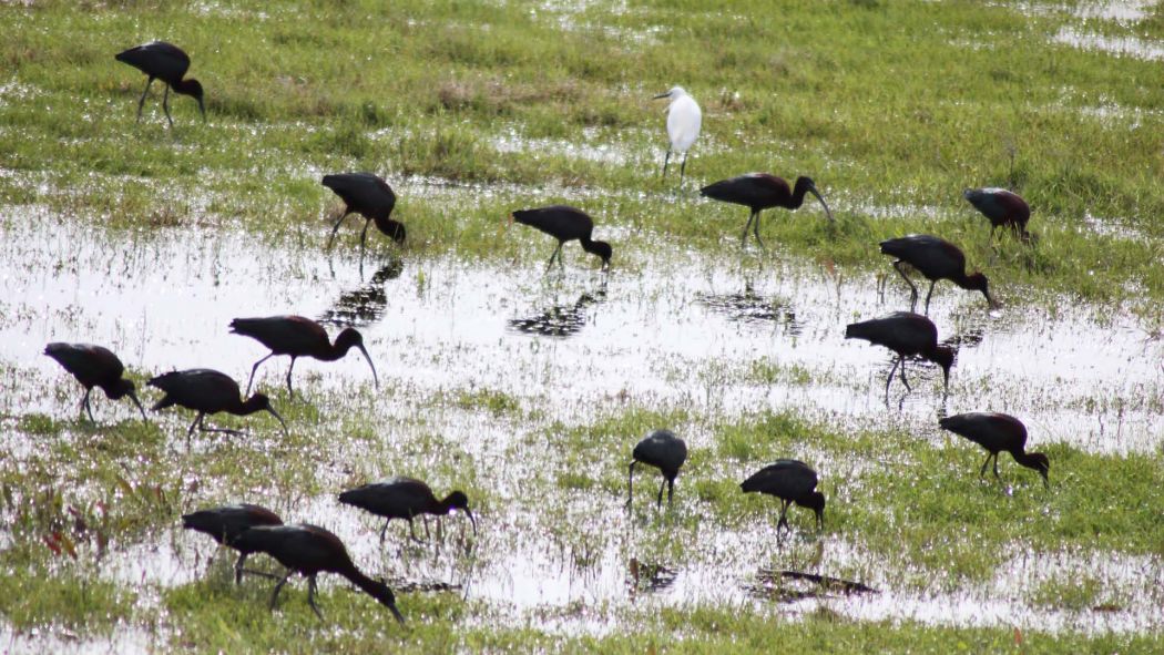 Glossy Ibis