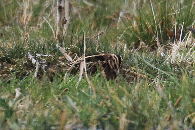 Jack Snipe