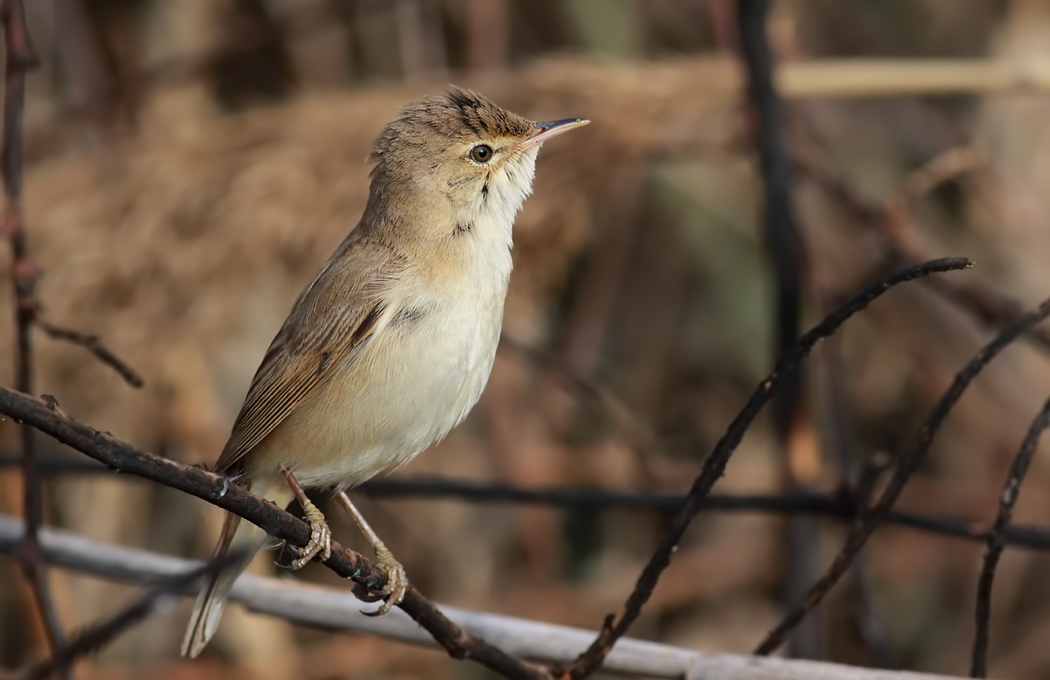 Common Reed Warbler