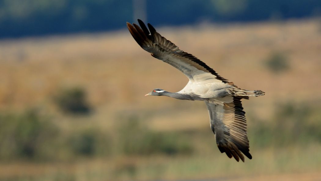 Demoiselle Crane