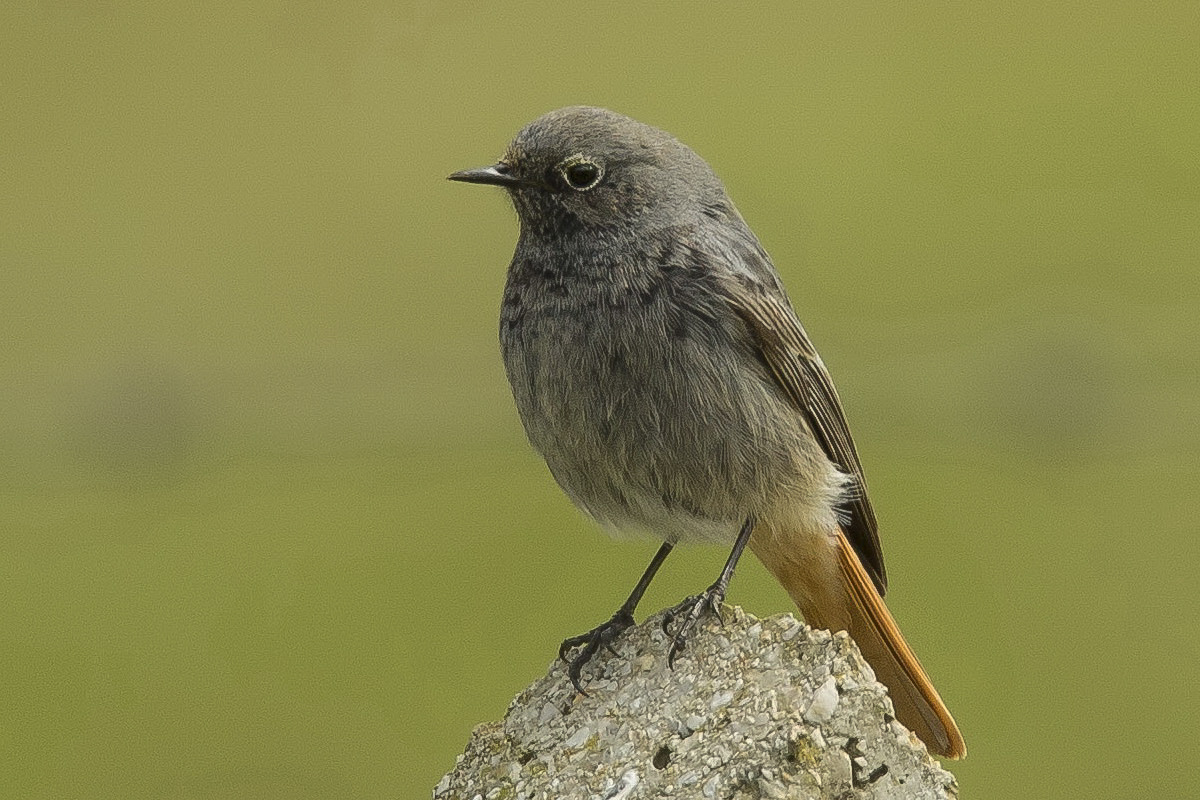 Black Redstart