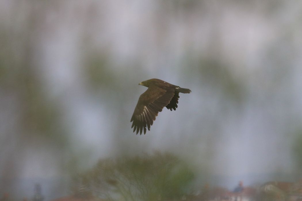 Lesser Spotted Eagle
