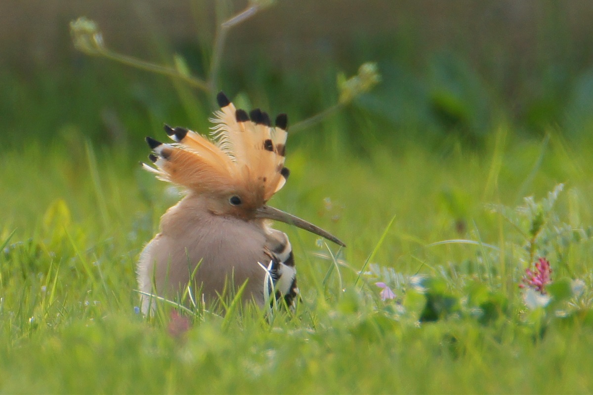 Common Hoopoe