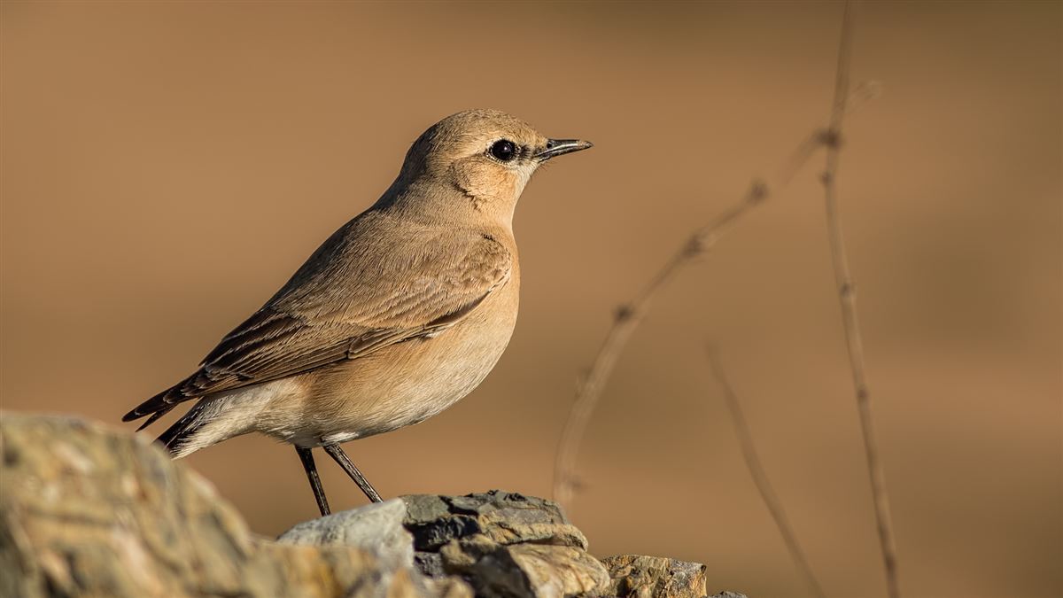 Isabelline Wheatear