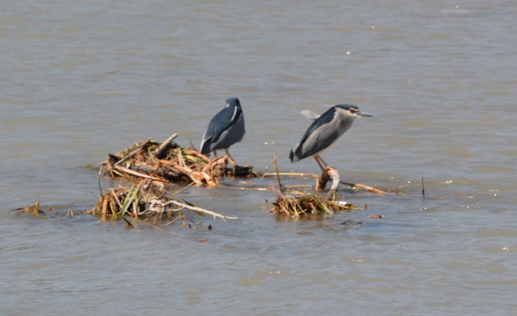 Black-crowned Night Heron