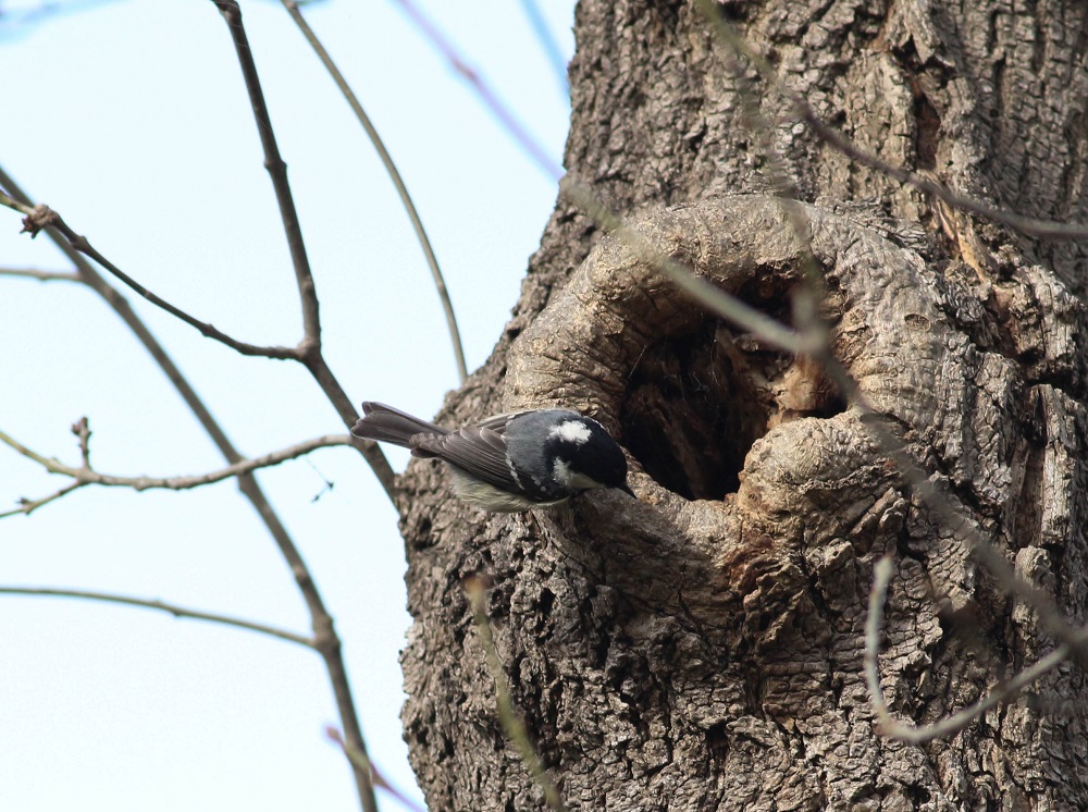 Coal Tit