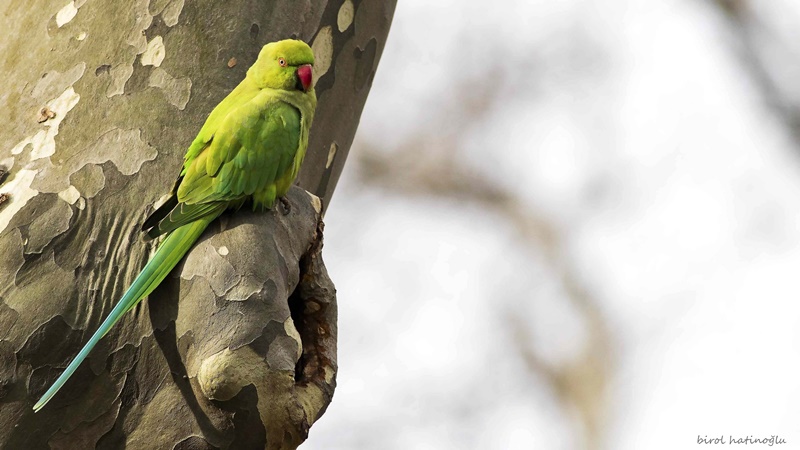 Rose-ringed Parakeet