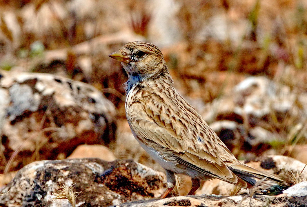 Turkestan Short-toed Lark