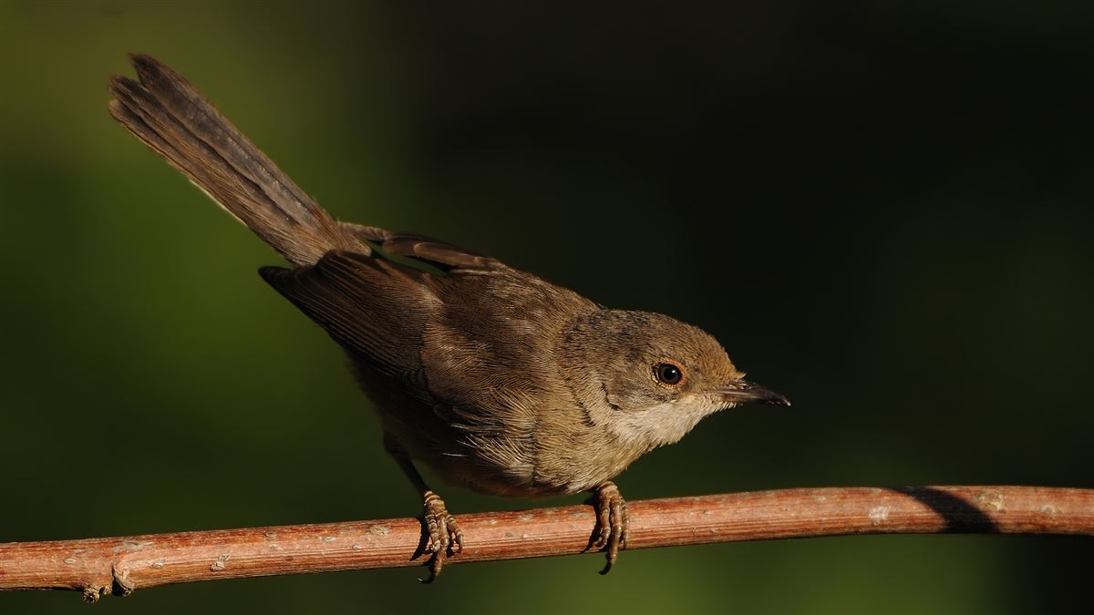 Sardinian Warbler