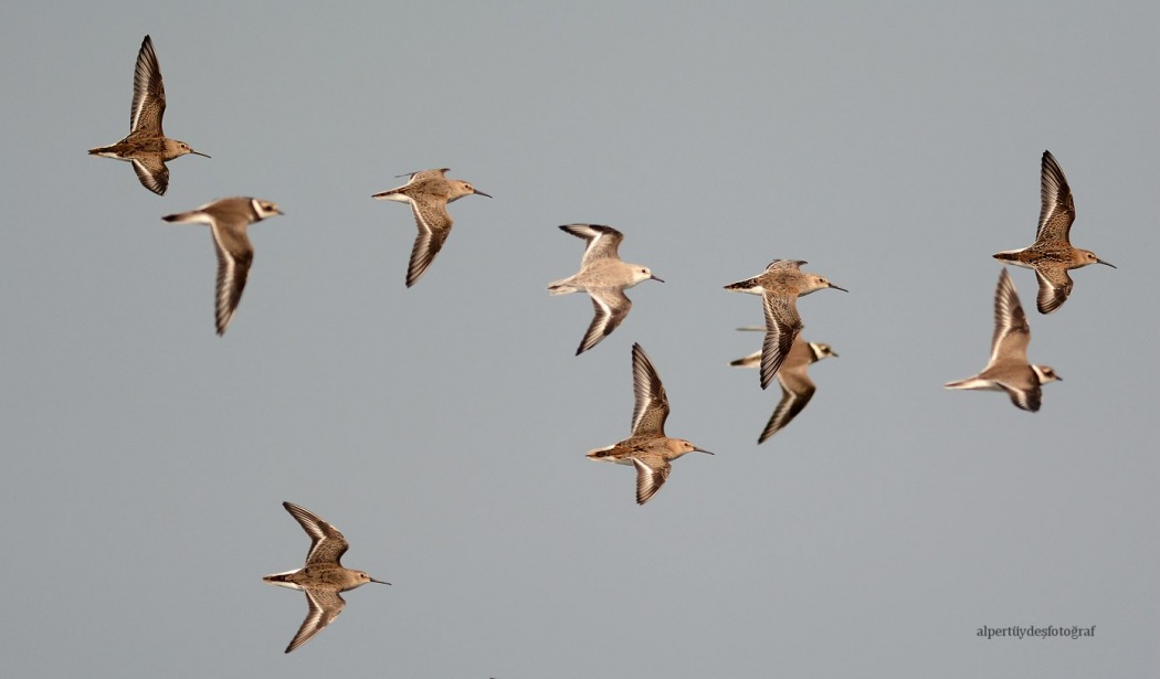 Sanderling