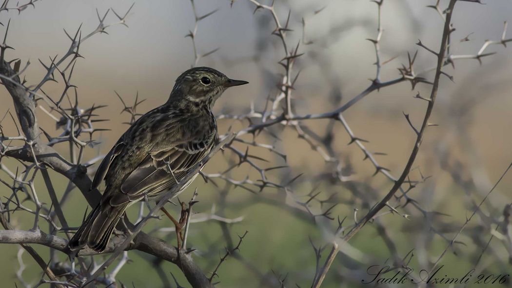 Meadow Pipit