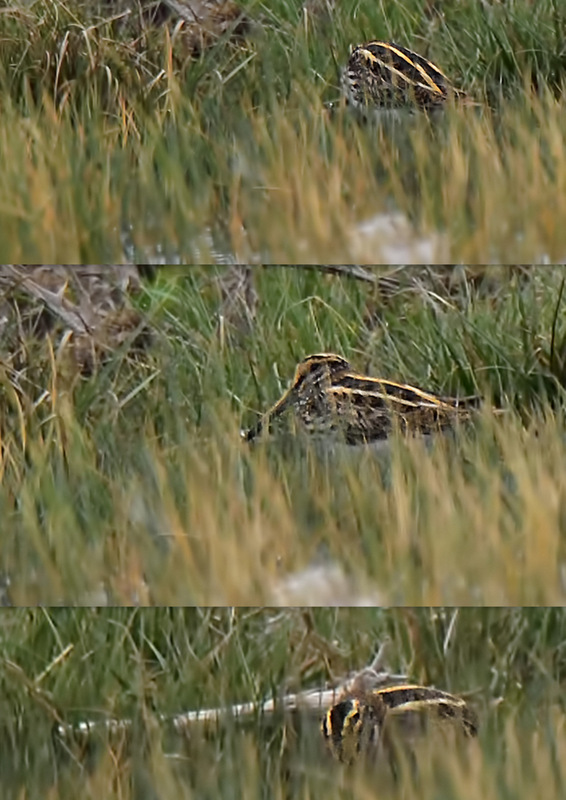 Jack Snipe