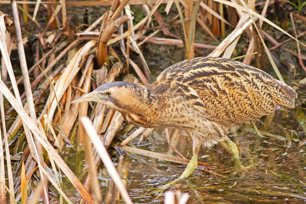 Eurasian Bittern