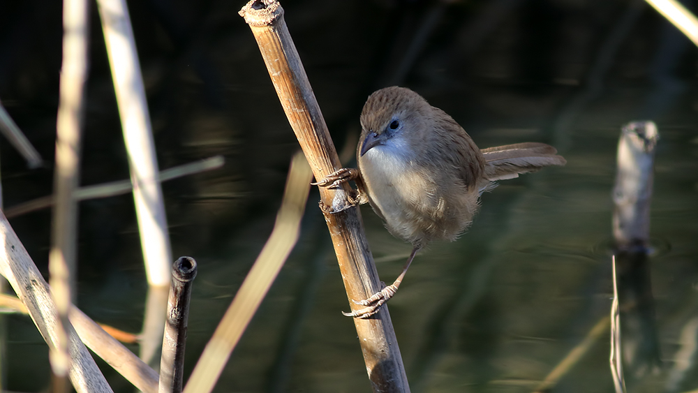 Iraq Babbler