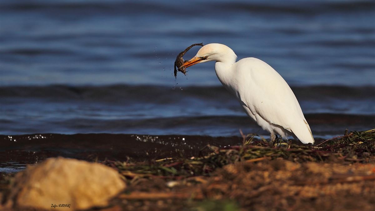Western Cattle Egret