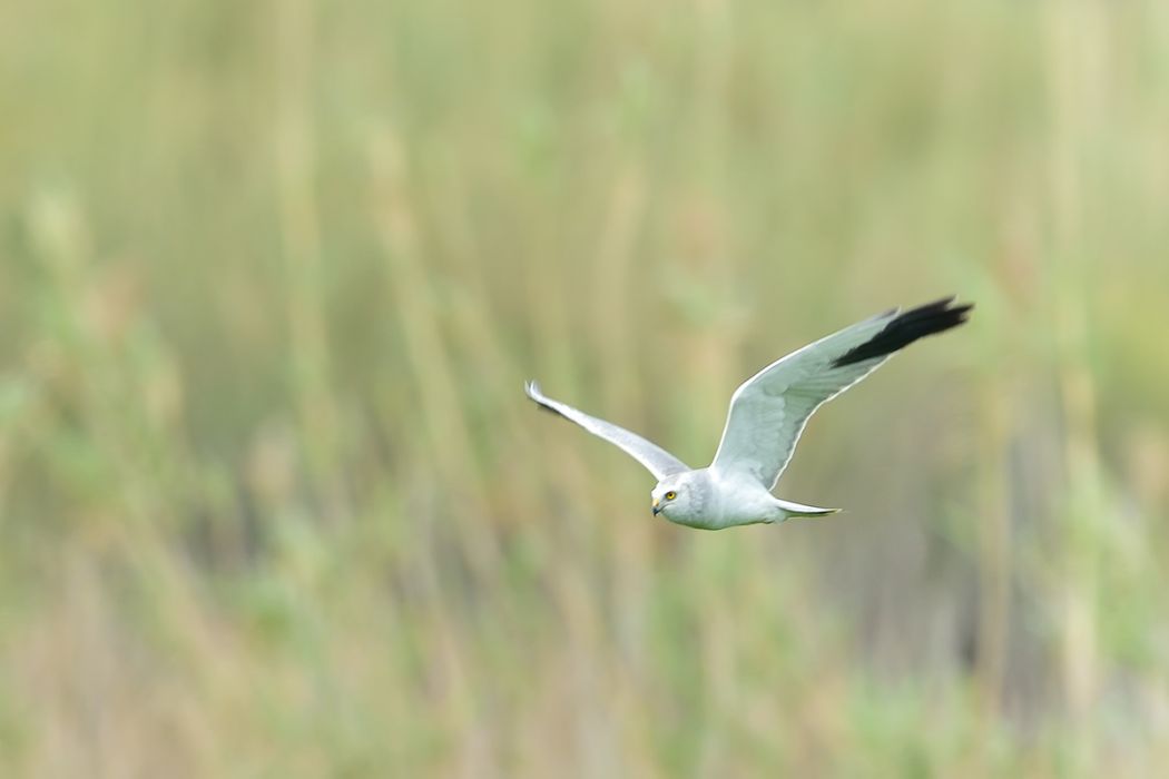 Pallid Harrier