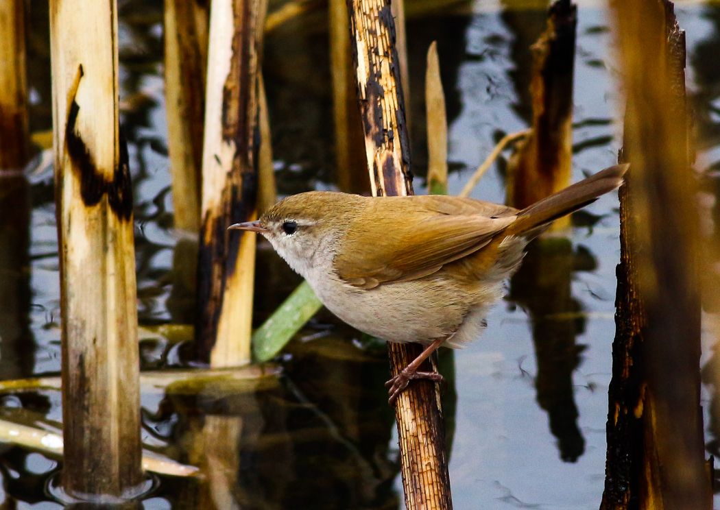 Cetti`s Warbler