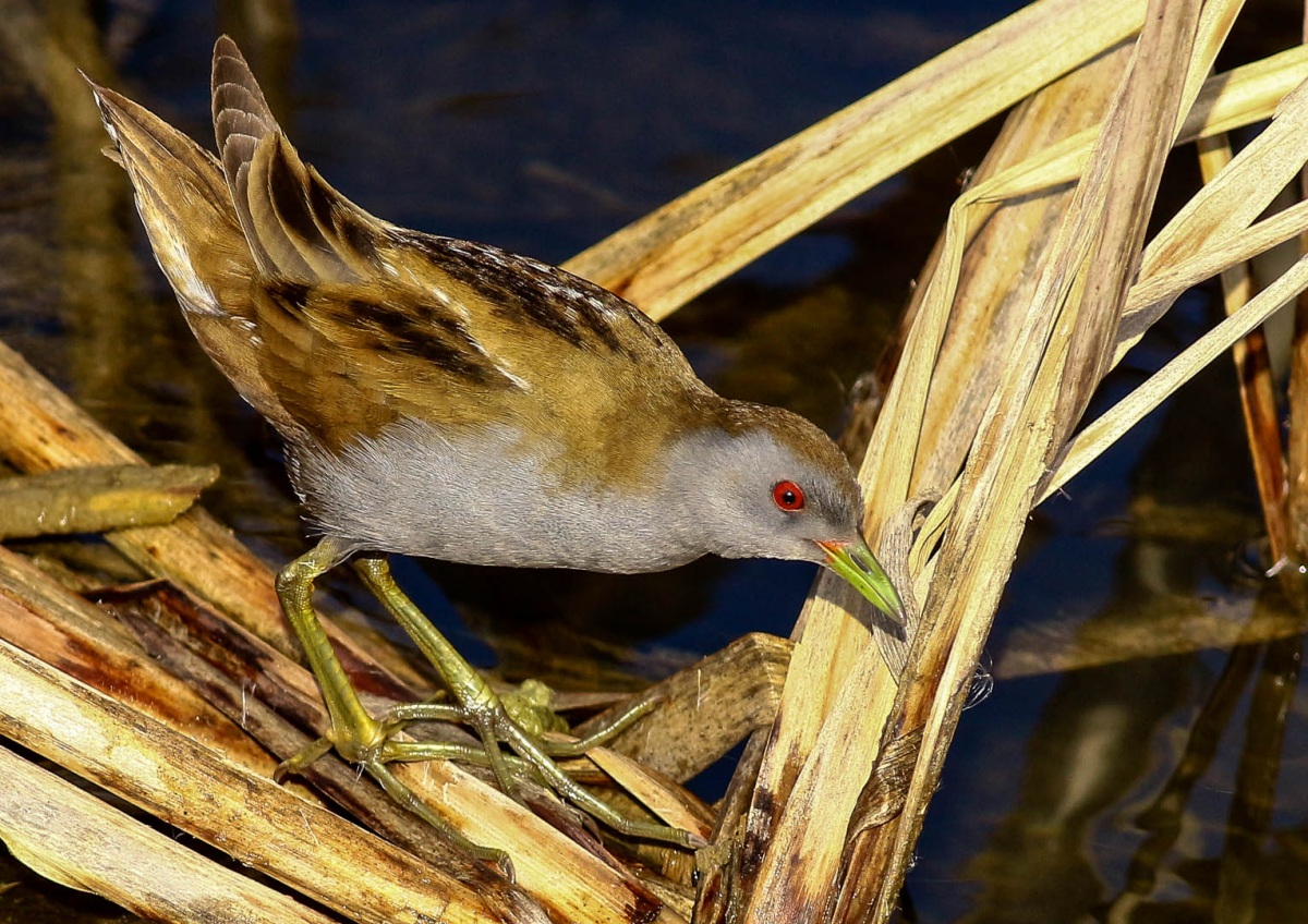 Little Crake