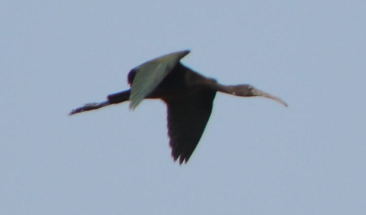 Glossy Ibis
