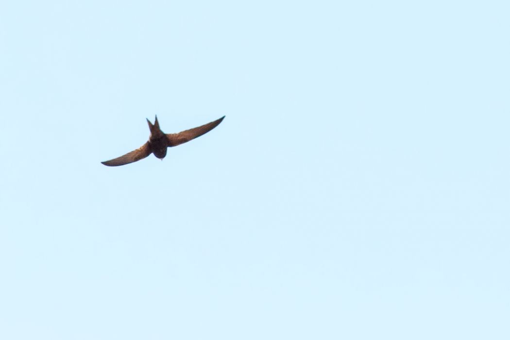 Common Swift