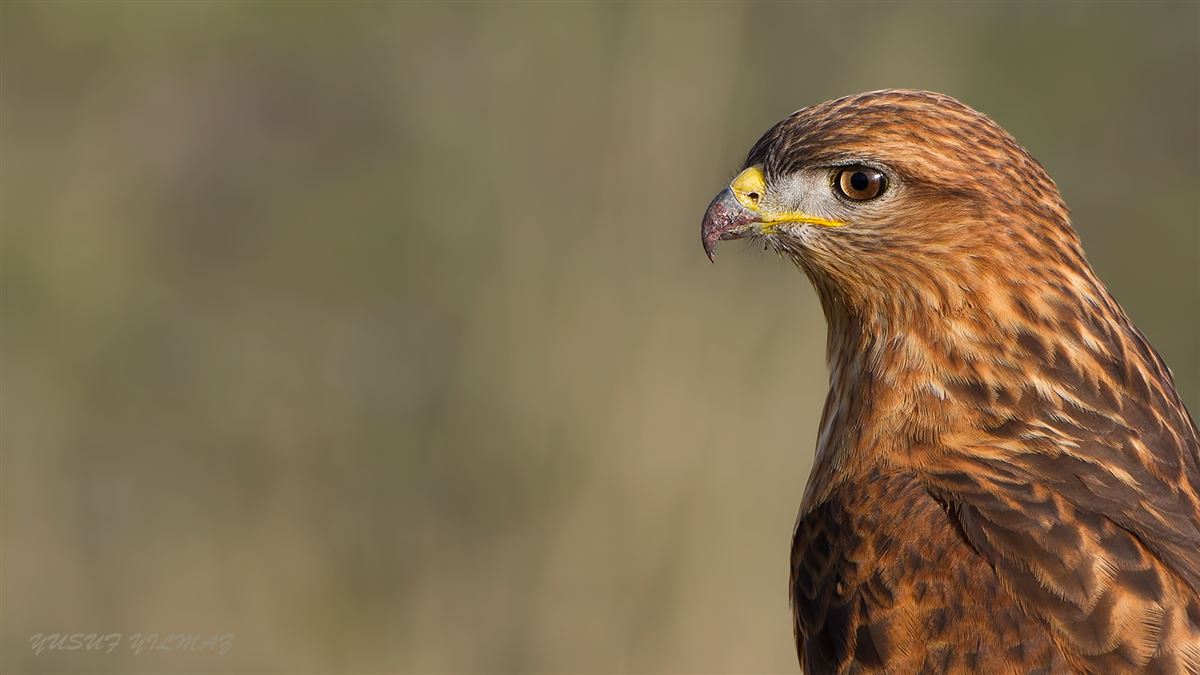 Long-legged Buzzard