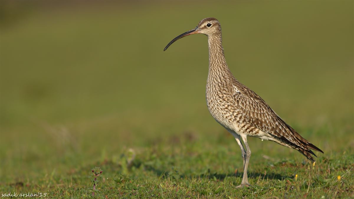 Eurasian Whimbrel