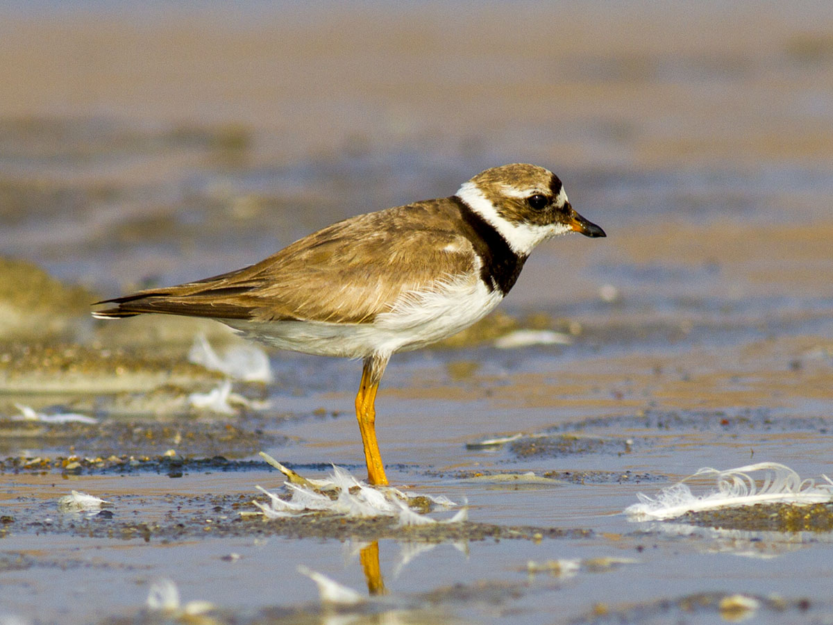 Common Ringed Plover