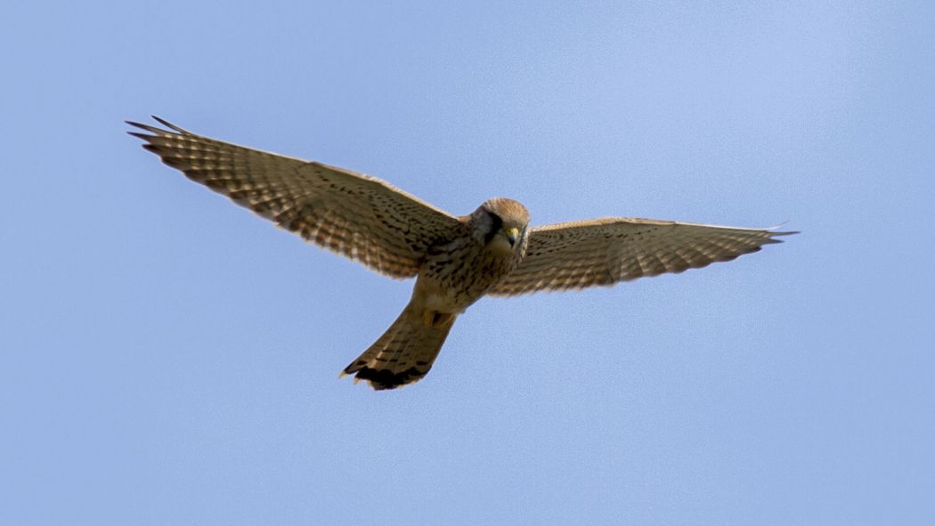 Common Kestrel
