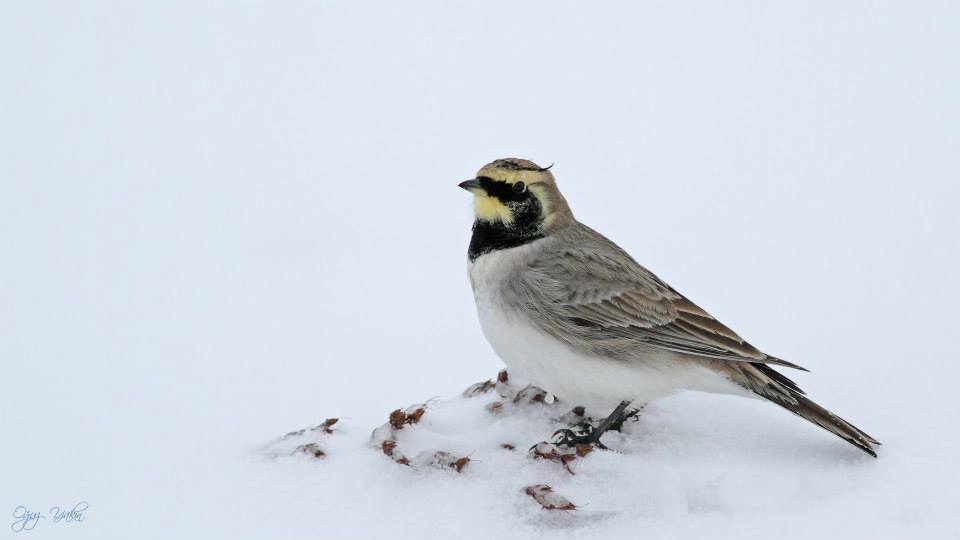 Horned Lark