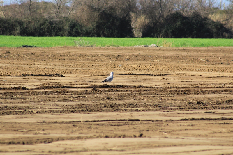 Mediterranean Gull