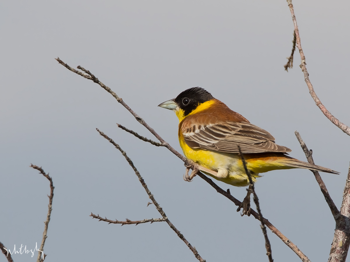 Black-headed Bunting